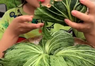 小姐姐菜包,家常美食的温馨演绎